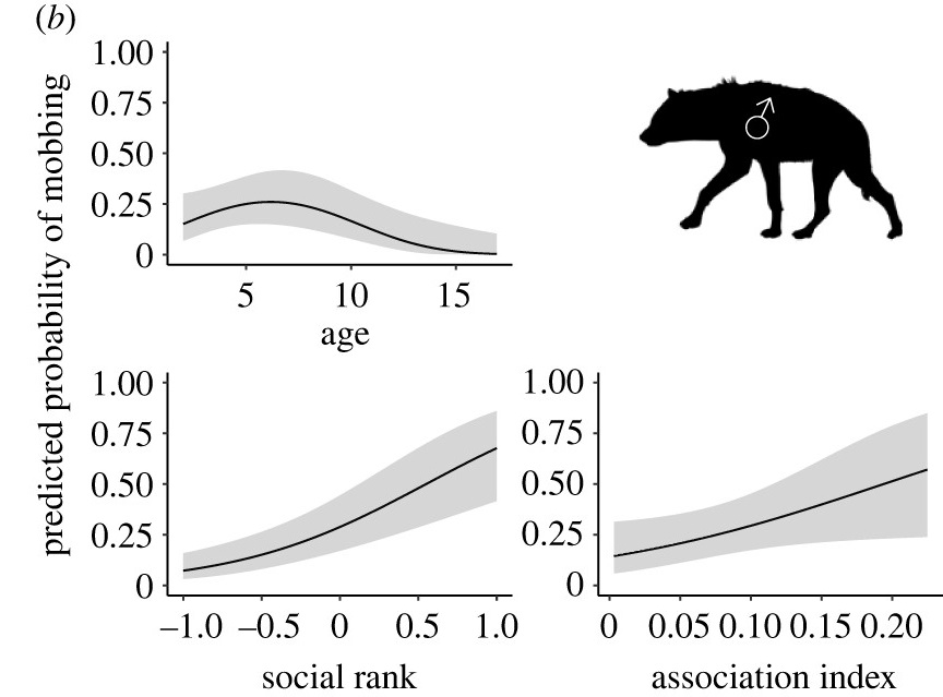 此圖示關於斑點鬣狗是否參與集體攻擊（如攻擊獅子）的行為預測模型。圖中的點代表不同因素對鬣狗參與攻擊行為的可能性的影響程度，線條和陰影區域顯示了這些影響的可靠範圍。研究團隊試圖解釋哪些因素會讓鬣狗更可能一起行動，攻擊牠們的天敵。