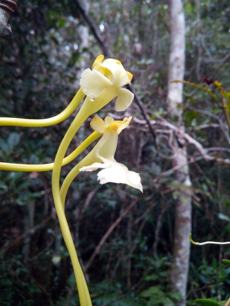 巨刺索蘭花（Solenangis impraedicta），是由密蘇里植物園的科學家及馬達加斯加的合作夥伴新描述的一種蘭花物種。圖片提供：瑪麗·薩維尼亞克。