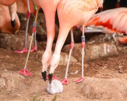 同性紅鶴成功孵化小紅鶴，成為英國動物園的新晉「父母」 | 明日科學