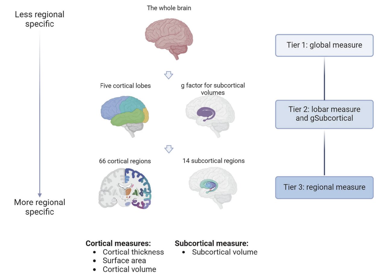 Rewriting Brain Structure Predicts Depression Risk - News Directory 3