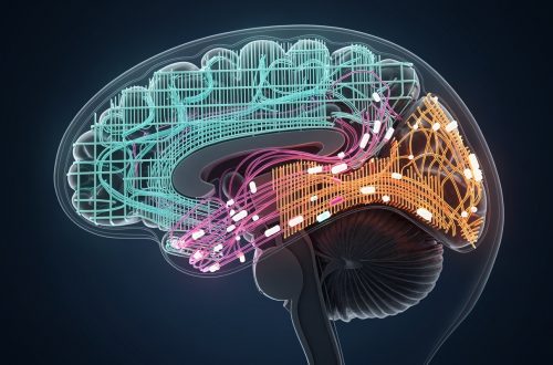 「爬蟲類腦」其實不存在?喬治亞理工推翻流傳七十年的大腦分層說